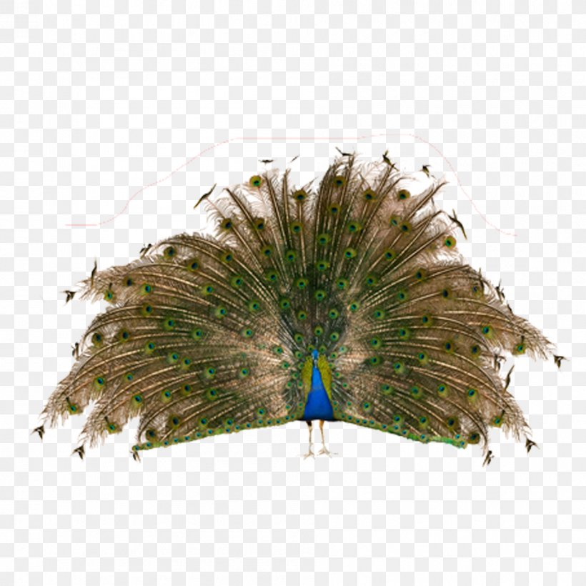 Bird Asiatic Peafowl Stock Photography Feather, PNG, 945x945px, Bird, Asiatic Peafowl, Beak, Decorative Fan, Feather Download Free
