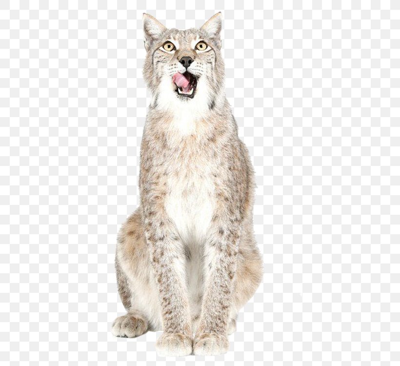 Bobcat Tiger Felidae Lion, PNG, 750x750px, Cat, Art, Big Cat, Bobcat, Carnivoran Download Free