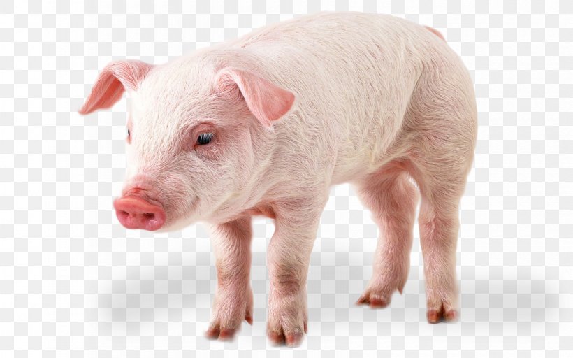 Domestic Pig Clip Art, PNG, 1680x1050px, Pig, Display Resolution, Domestic Pig, Hogs And Pigs, Image File Formats Download Free