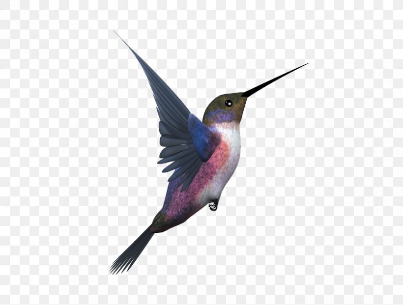 Hummingbird Flight Eurasian Magpie, PNG, 838x635px, Hummingbird, Beak, Bird, Bird Flight, Eurasian Magpie Download Free