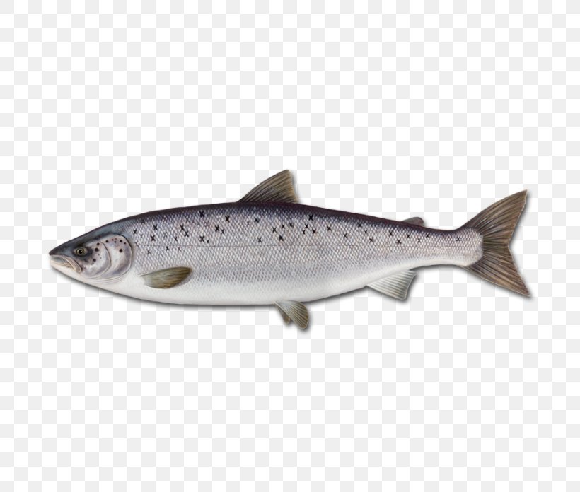 Atlantic Salmon Sushi Fish Yellowfin Tuna, PNG, 696x696px, Atlantic Salmon, Aquaculture, Atlantic Bluefin Tuna, Bony Fish, Chum Salmon Download Free