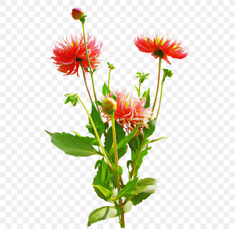 Floral Design, PNG, 547x800px, Blanket Flowers, Annual Plant, Biology, Chrysanthemum, Cut Flowers Download Free