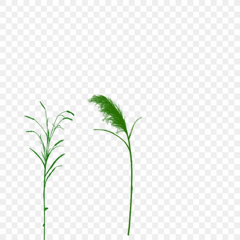 Grasses 0 Lawn Drawing Leaf, PNG, 1000x1000px, 8 September, 2012, Grasses, Branch, Crocodiles Download Free