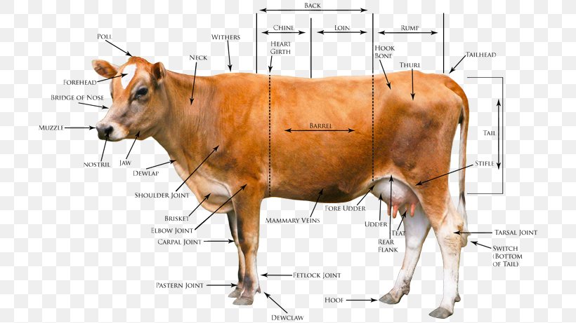 Jersey Cattle Beef Cattle Highland Cattle Goat Holstein Friesian Cattle, PNG, 720x461px, Jersey Cattle, Anatomy, Beef Cattle, Bull, Calf Download Free