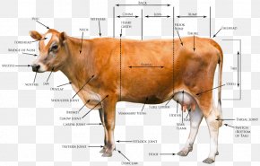 Parts Of The Body - Jersey Cattle Beef Cattle Highland Cattle Goat Holstein Friesian Cattle PNG