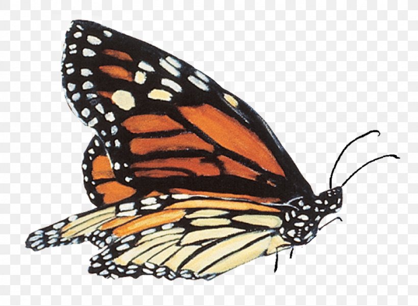Monarch Butterfly Monarch School, Montana Symbol, PNG, 1024x751px, Butterfly, Arthropod, Brainwashing, Brush Footed Butterfly, Butterflies And Moths Download Free