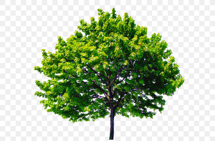 Arbor Day, PNG, 587x537px, Tree, Arbor Day, Branch, Elm, Flower Download Free