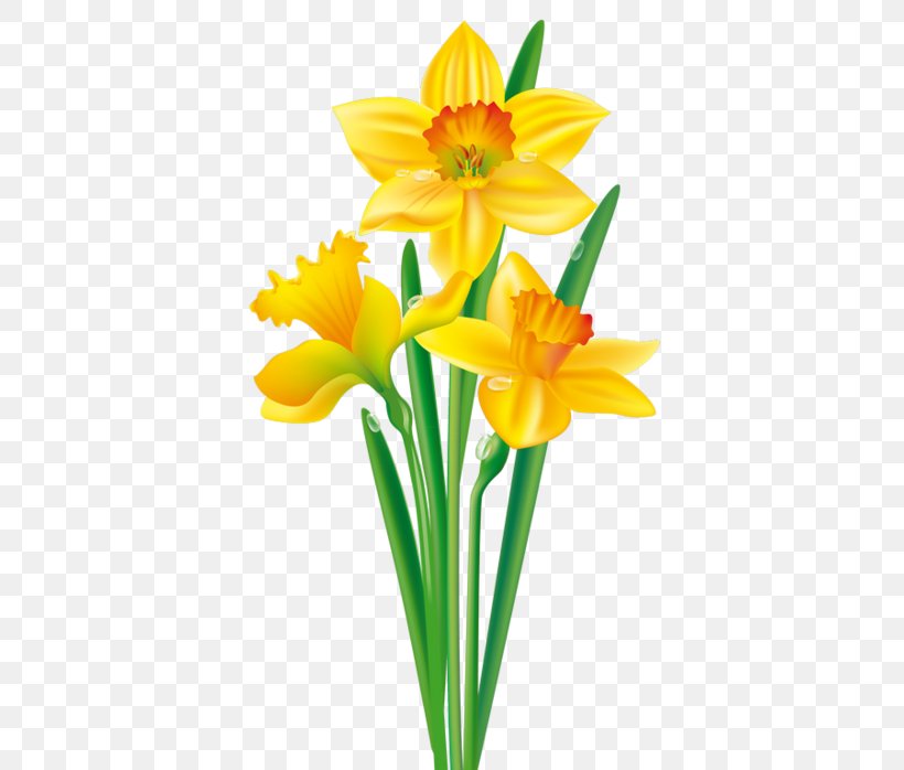 Daffodil Flower Tulip Drawing Clip Art, PNG, 397x698px, Daffodil, Amaryllidaceae, Amaryllis Family, Art, Bulb Download Free