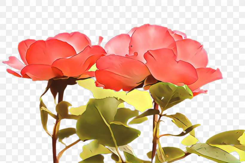 Garden Roses, PNG, 2448x1632px, Flower, Floribunda, Garden Roses, Petal, Pink Download Free