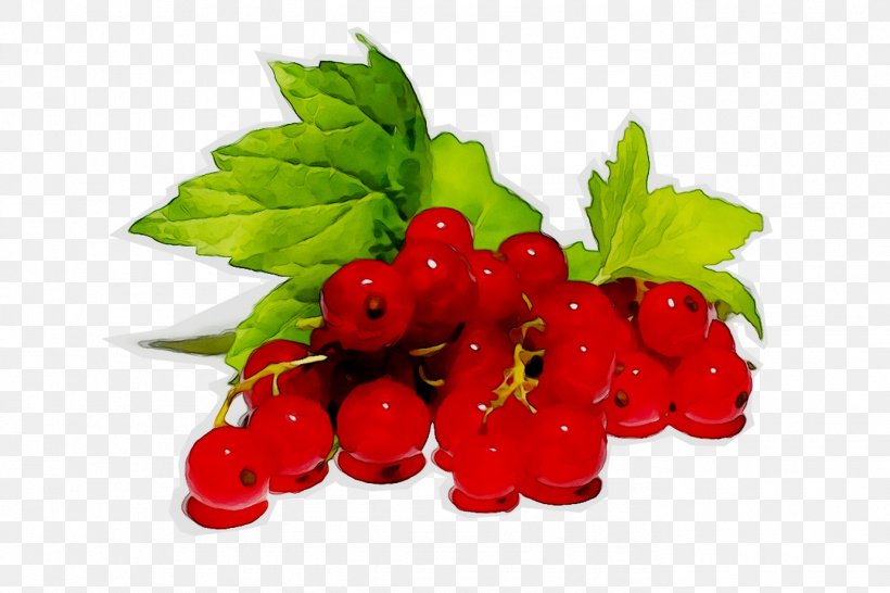 Redcurrant Blackcurrant Berries Fruit White Currant, PNG, 1379x919px, Redcurrant, Accessory Fruit, Alpine Strawberry, Berries, Berry Download Free