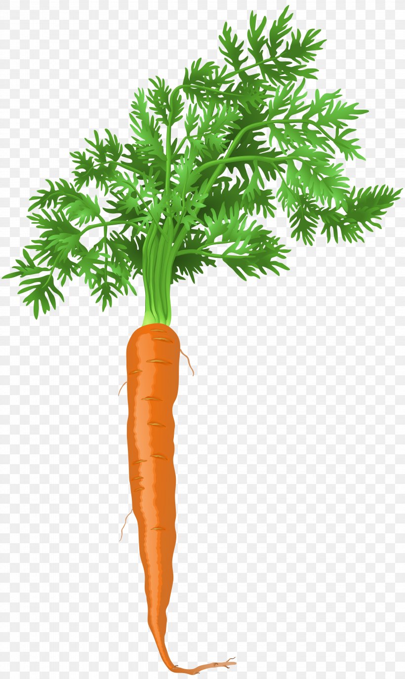 Carrot Coleslaw, PNG, 4770x8000px, Carrot, Art, Coleslaw, Copying, Flowerpot Download Free