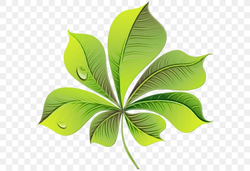 Green Leaf Logo, PNG, 600x561px, Leaf, Autumn, Autumn Leaf Color, Flower, Green Download Free