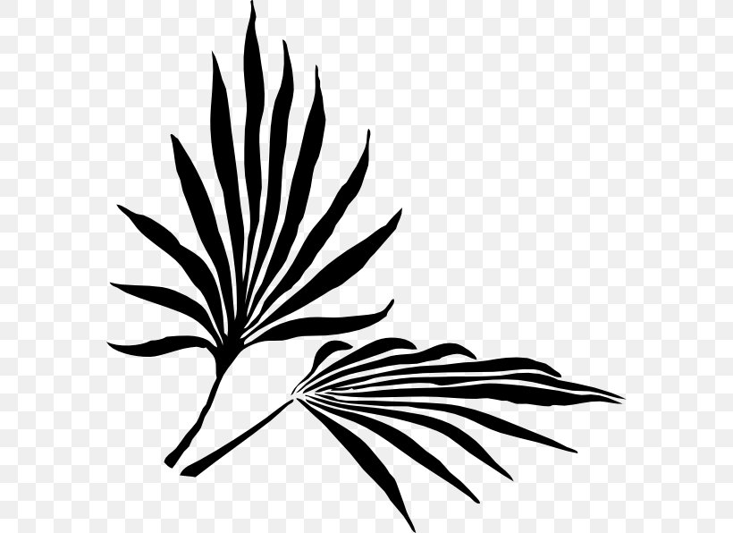 Palm Branch Arecaceae Leaf Frond Clip Art, PNG, 582x596px, Palm Branch, Arecaceae, Black And White, Branch, Fern Download Free