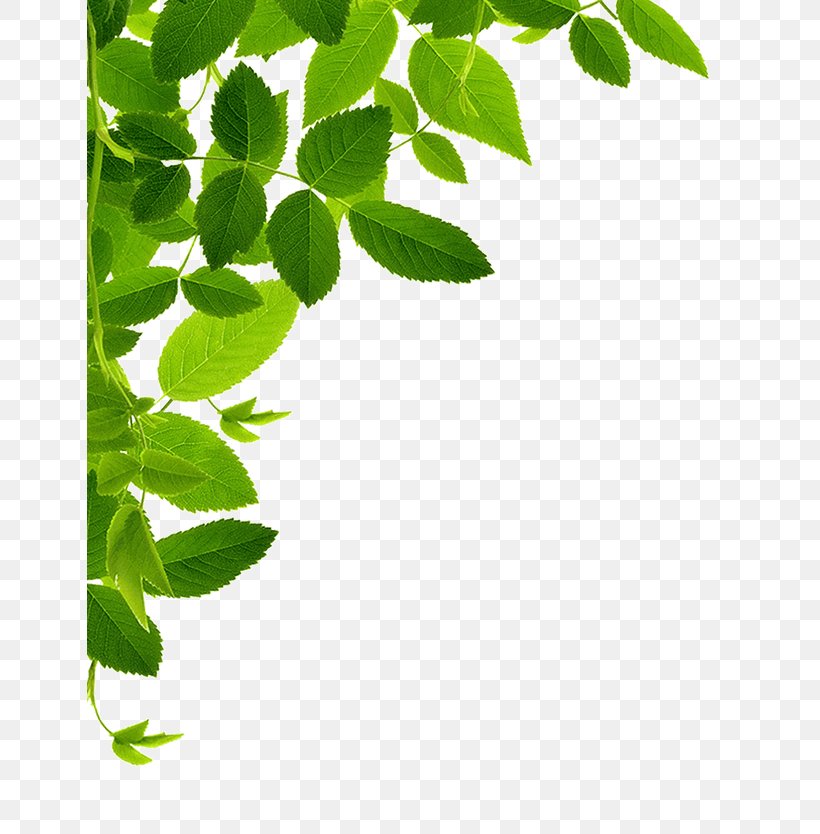 Stock Photography Let S Go Green Food Business Png 646x834px Stock Photography Branch Business Food Grass Download