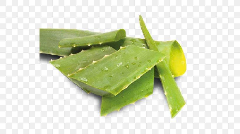 Aloe Vera Leaf Forever Living Products Hair Loss Therapy, PNG, 610x458px, Aloe Vera, Aloe, Aloe Vera Leaf, Aloes, Forever Living Products Download Free