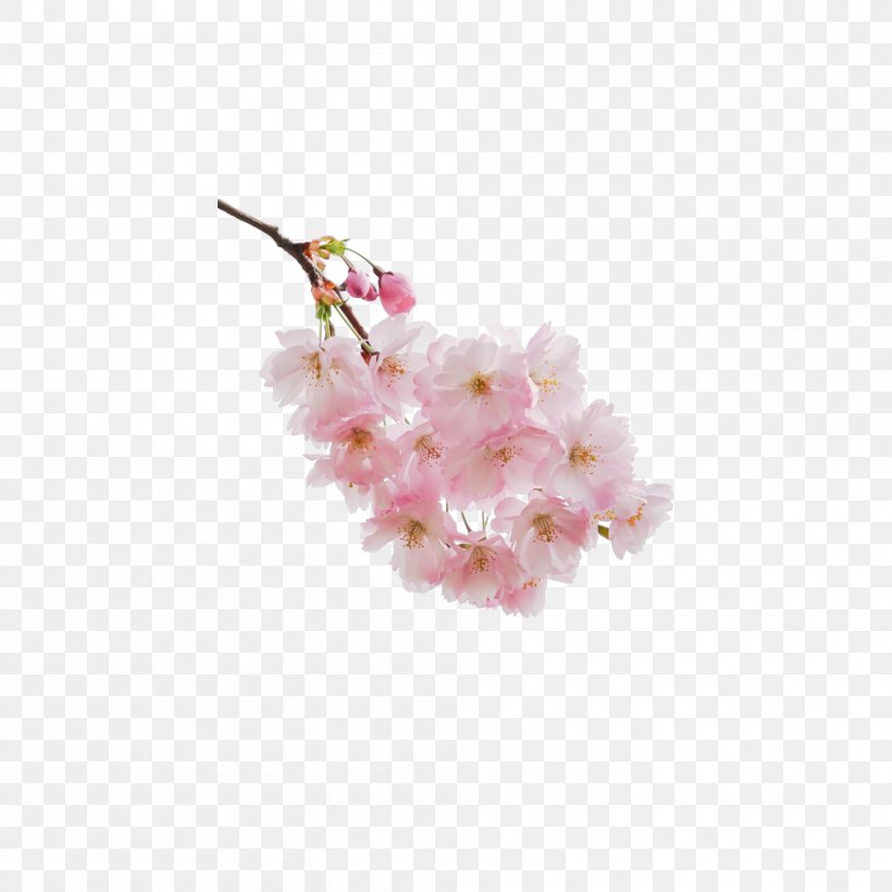 Cherry Blossom Download, PNG, 1000x1000px, Cherry Blossom, Blossom, Branch, Cherry, Flower Download Free