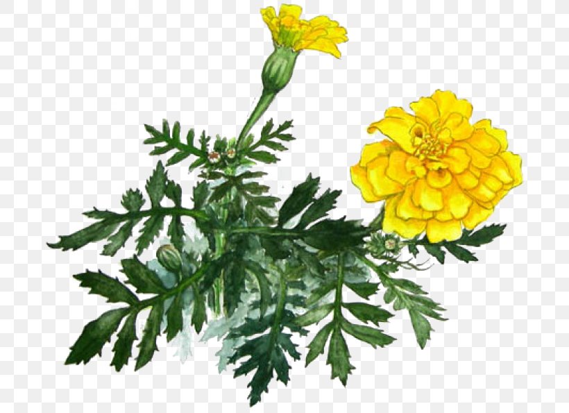 Marigold Yellow Chrysanthemum, PNG, 700x595px, Marigold, Chrysanthemum, Chrysanths, Color, Daisy Family Download Free
