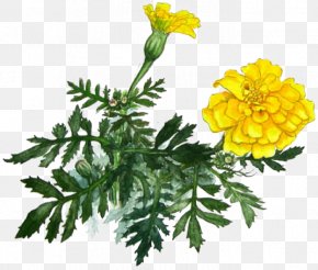Yellow Chrysanthemum - Marigold Yellow Chrysanthemum PNG