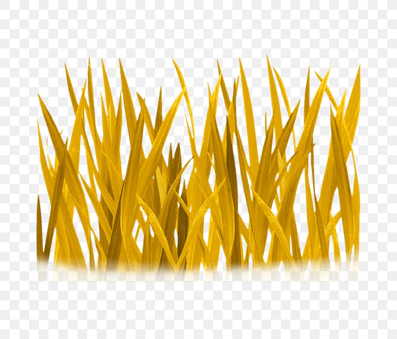 Wallpaper, PNG, 700x700px, Microchloa, Commodity, Designer, Garden, Grass Download Free