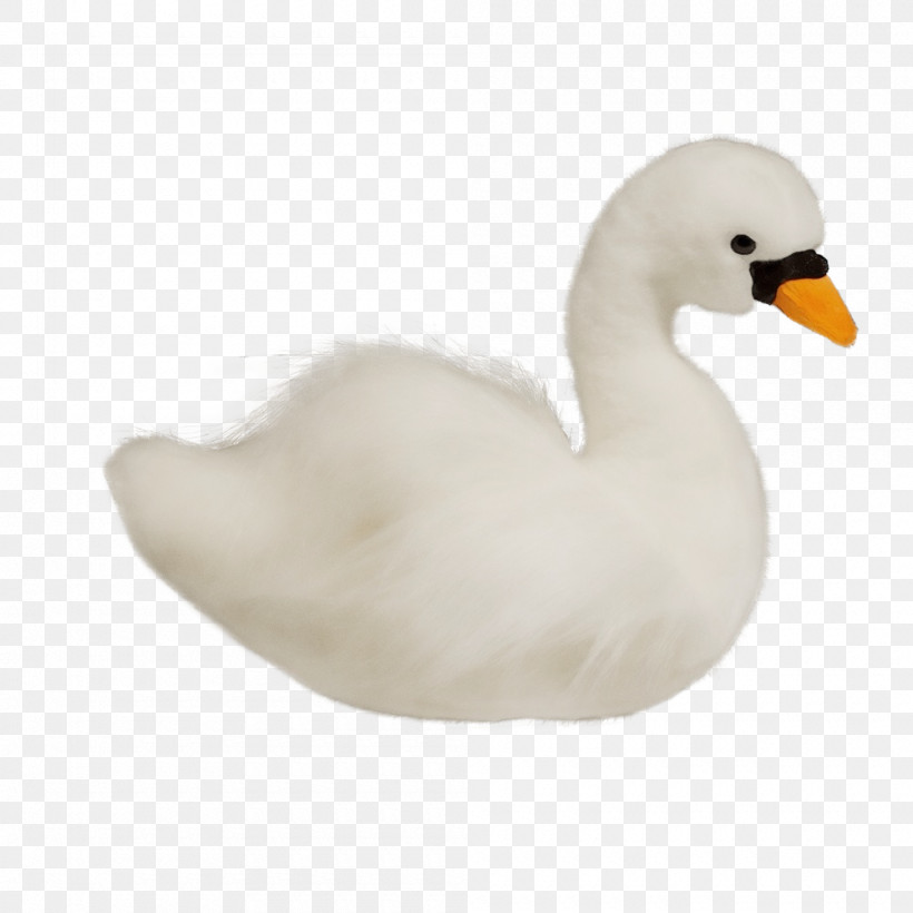 Bird Swan Duck Water Bird White, PNG, 1000x1000px, Watercolor, Beak, Bird, Duck, Ducks Geese And Swans Download Free