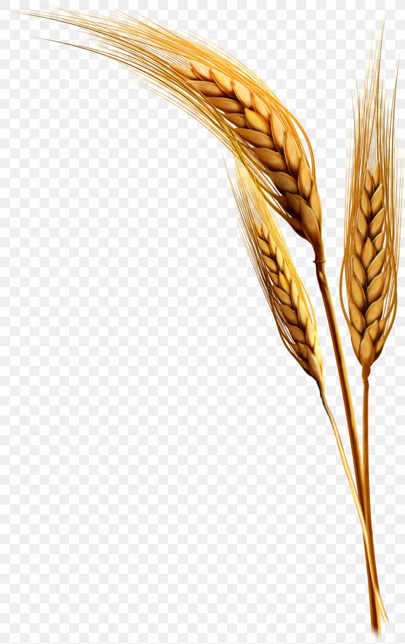 Emmer Rice Clip Art, PNG, 1385x2200px, Emmer, Caryopsis, Cereal, Cereal Germ, Commodity Download Free