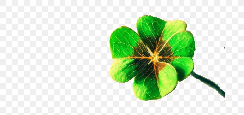 Luck Four-leaf Clover Display Resolution Wallpaper, PNG, 690x388px, Luck, Clover, Computer, Display Resolution, Feng Shui Download Free
