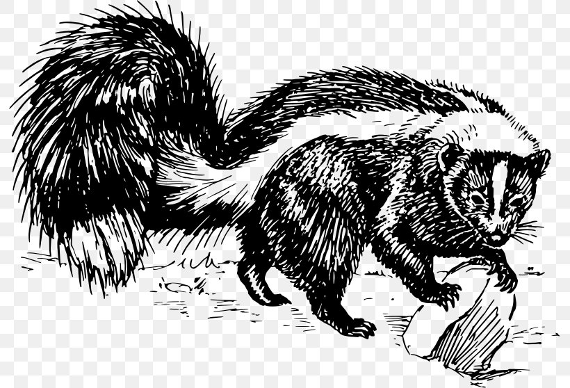 Striped Skunk Spotted Skunk Drawing Black And White, PNG, 793x558px, Striped Skunk, Black And White, Carnivoran, Drawing, Fauna Download Free
