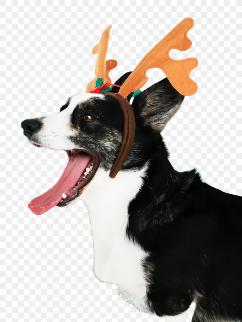 Border Christmas, PNG, 1732x2308px, Cute Dog, Animal, Bar, Border Collie, Breed Download Free