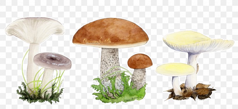 Mushroom Product Design, PNG, 1500x687px, Mushroom Download Free