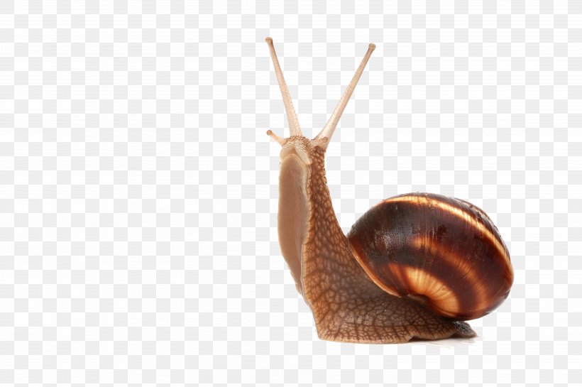 Snail Slug Photography, PNG, 6016x4000px, Gastropods, Burgundy Snail, Cornu Aspersum, Invertebrate, Molluscs Download Free