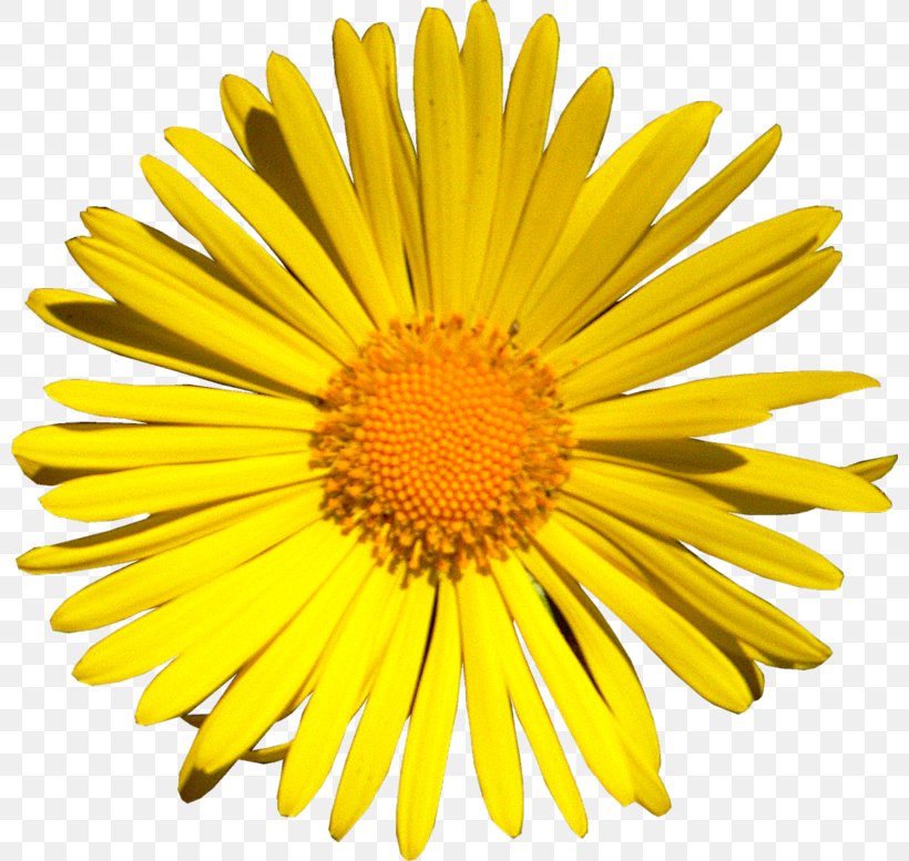 Stock Photography Royalty-free Image, PNG, 800x777px, Stock Photography, Banco De Imagens, Chrysanths, Common Dandelion, Cut Flowers Download Free