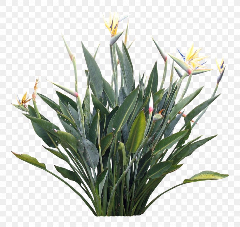 Strelitzia Reginae Plants And Their Names Flower, PNG, 919x870px, Strelitzia Reginae, Animation, Bird Of Paradise Flower, Floristry, Flower Download Free