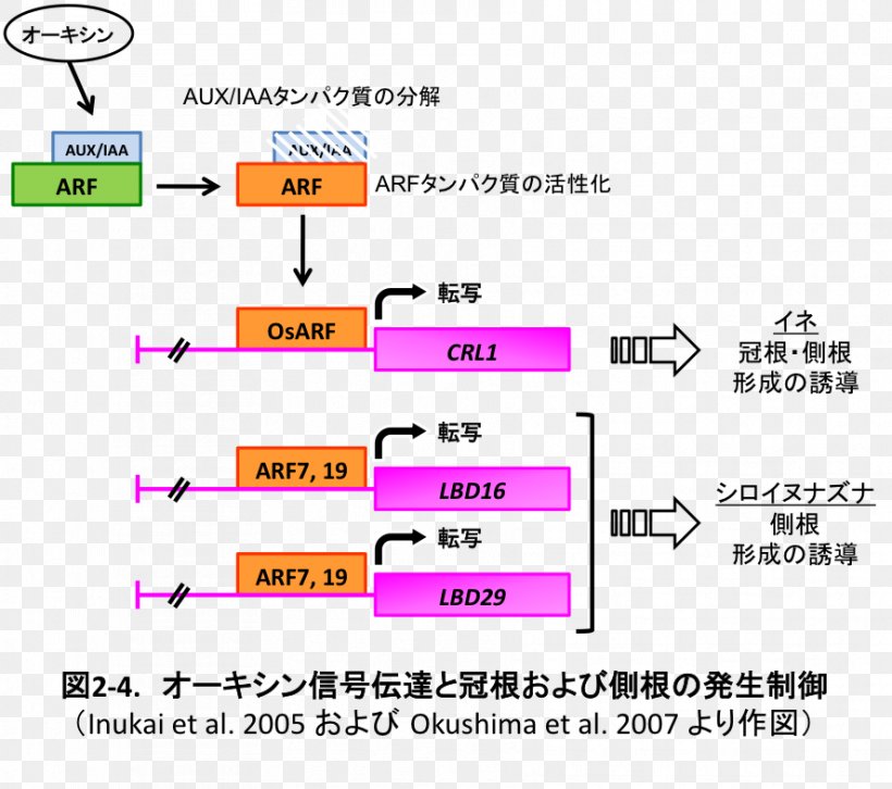 Auxin Cytokinin Root Thale Cress Plants, PNG, 887x786px, Auxin, Area, Brand, Cytokinin, Diagram Download Free