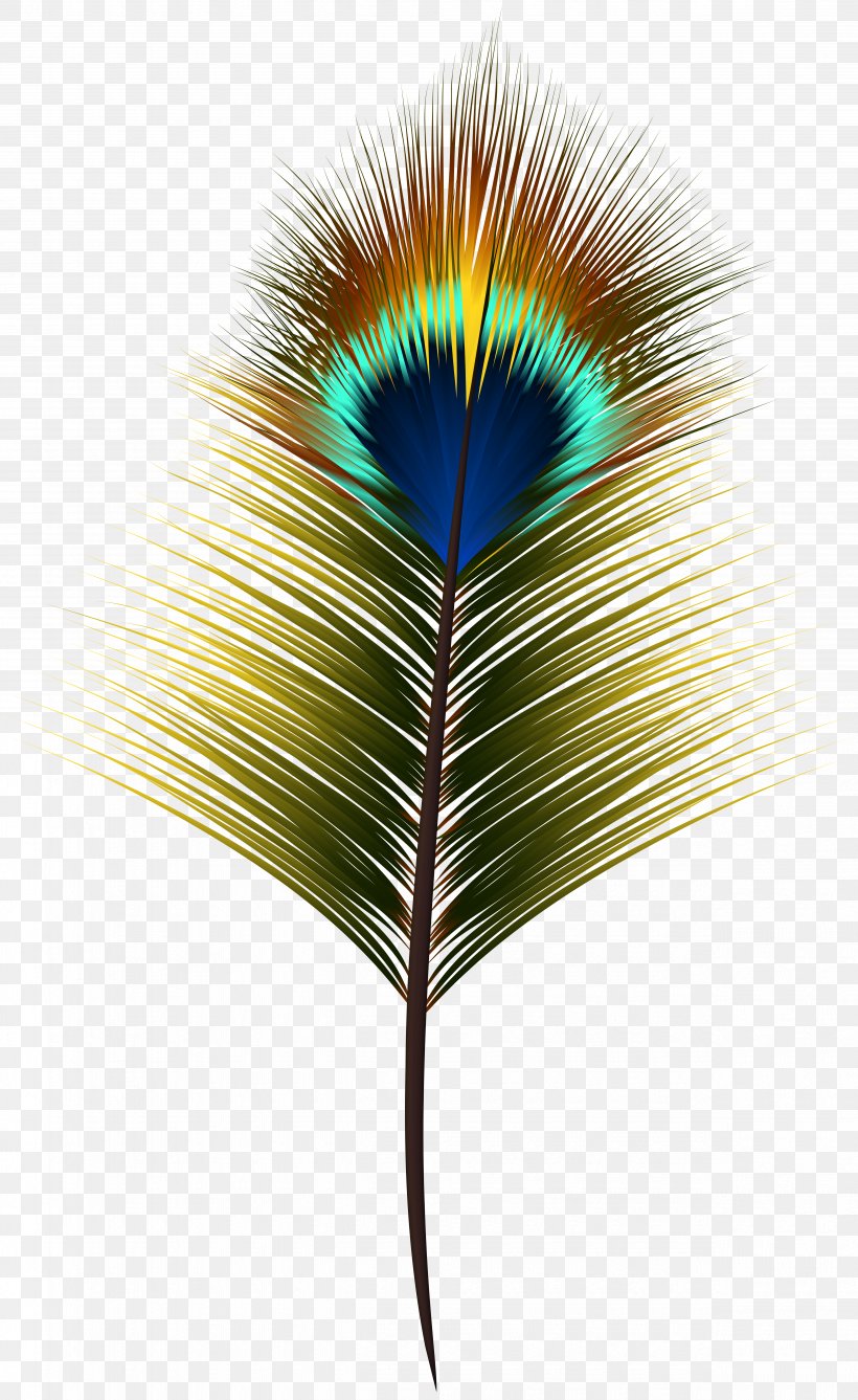Clip Art Peafowl Image Feather, PNG, 4905x8000px, Peafowl, Animal Product, Arecales, Art, Art Museum Download Free