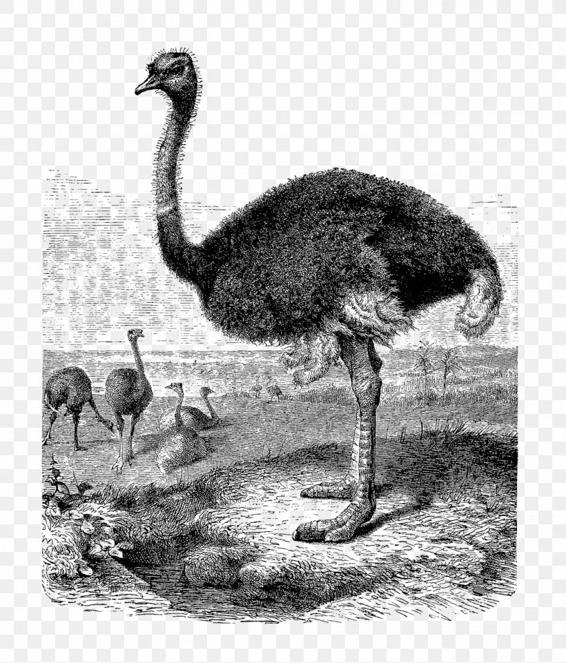 Common Ostrich Greater Rhea Ratite Clip Art, PNG, 1364x1600px, Common Ostrich, Beak, Bird, Black And White, Drawing Download Free