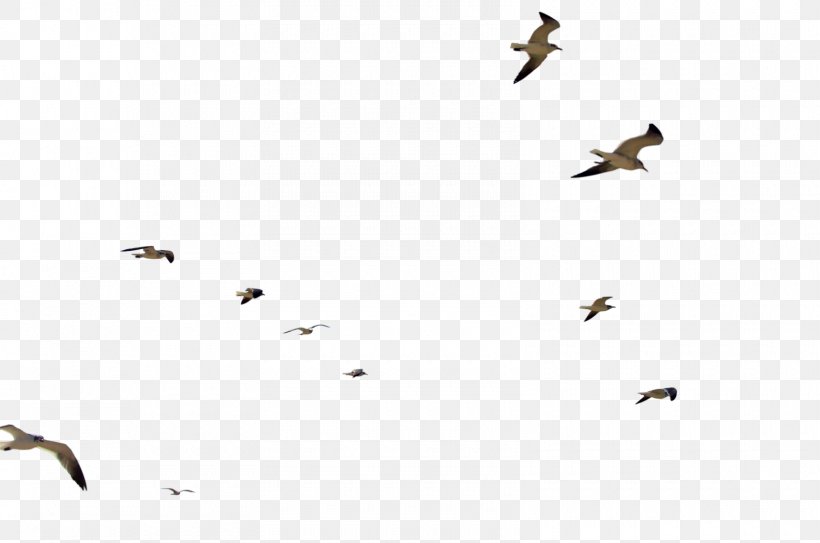 Bird Flight Flock, PNG, 1600x1060px, Bird, Animal Migration, Beak, Bird Flight, Bird Migration Download Free