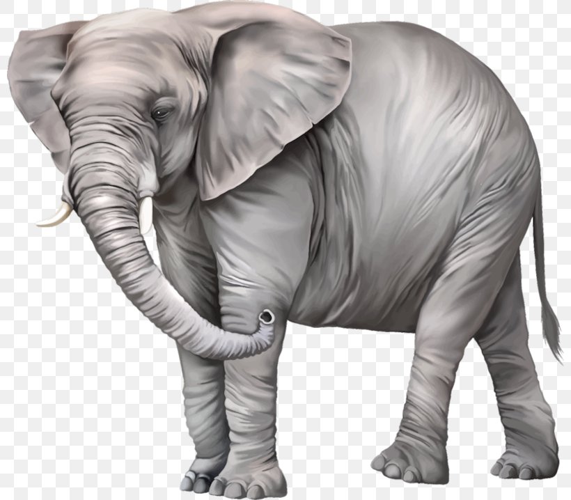 Elephantidae Desktop Wallpaper Clip Art, PNG, 800x718px, Elephantidae, African Elephant, Asian Elephant, Elephant, Elephants And Mammoths Download Free