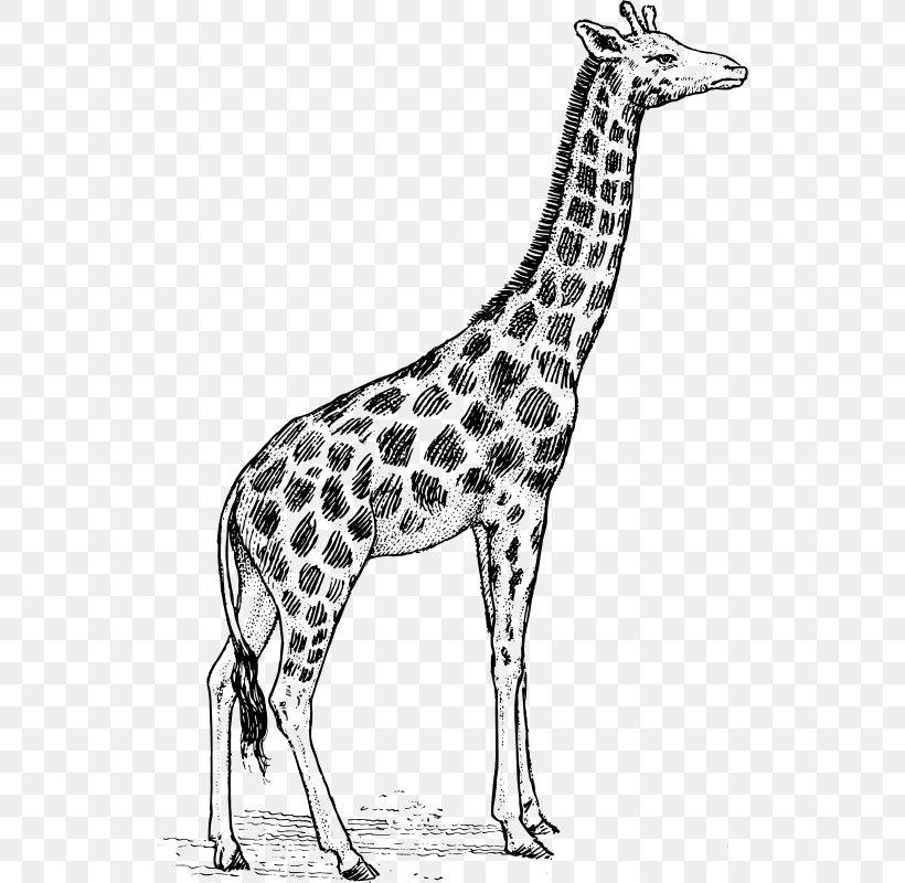 Giraffe Drawing Line Art Clip Art, PNG, 536x800px, Giraffe, Adaptation, Art, Cartoon, Coloring Book Download Free