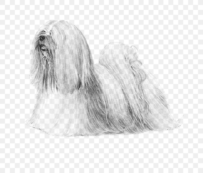Havanese Dog Shih Tzu Maltese Dog Lhasa Apso Little Lion Dog, PNG, 700x700px, Havanese Dog, American Kennel Club, Black And White, Breed, Carnivoran Download Free