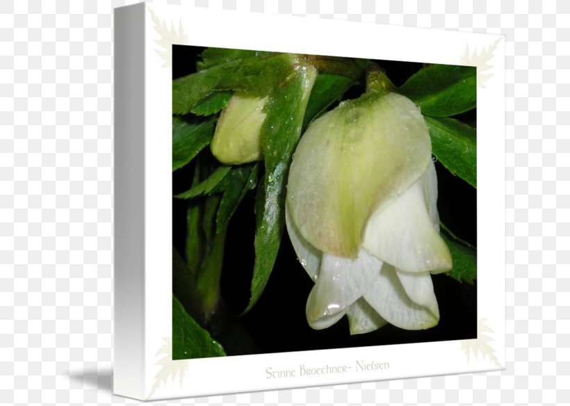 Picture Frames, PNG, 650x584px, Picture Frames, Arum, Flora, Flower, Flowering Plant Download Free