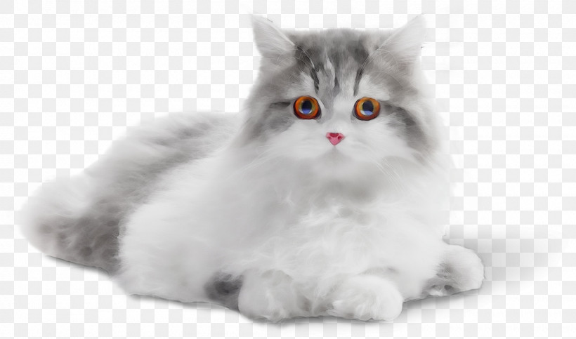 Cat Small To Medium-sized Cats Whiskers Persian British Longhair, PNG, 1600x943px, Watercolor, Asian Semilonghair, British Longhair, British Semilonghair, Cat Download Free