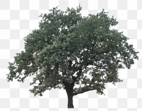 Oak - Tree Oak Maple Clip Art PNG