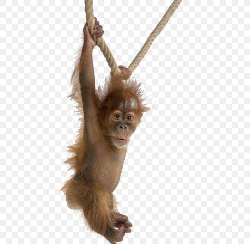 Ape Common Chimpanzee Western Gorilla Bornean Orangutan, PNG, 720x800px, Ape, Animal, Bornean Orangutan, Chimpanzee, Common Chimpanzee Download Free