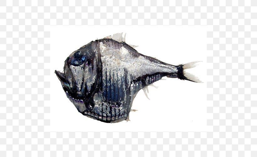 Argyropelecus Aculeatus Deep Sea Creature Deep Sea Fish Sea Monster, PNG, 500x500px, Deep Sea Creature, Animal Source Foods, Blog, Deep Sea, Deep Sea Fish Download Free