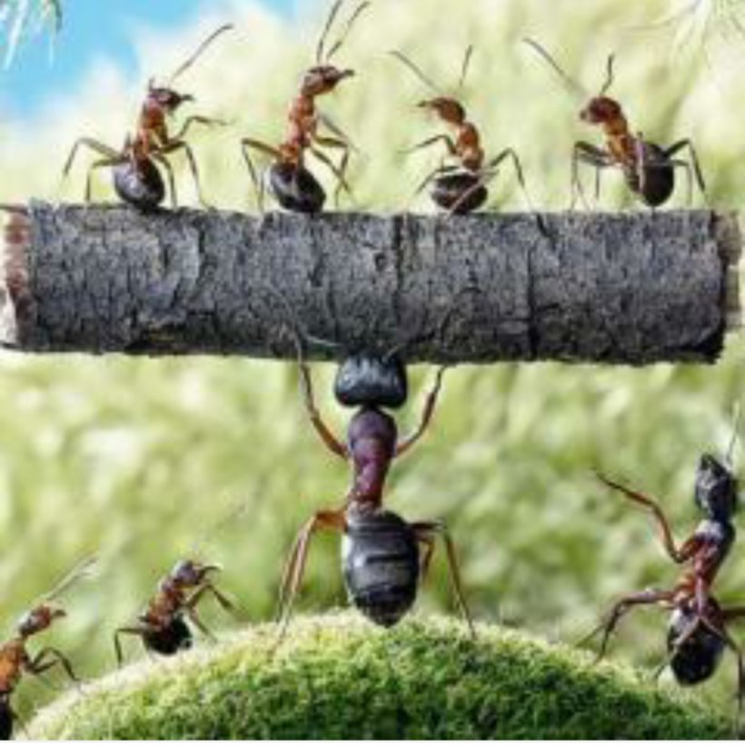 Camponotus Herculeanus Insect Weaver Ant Amazing Ant Ant Antics, PNG, 1021x1024px, Camponotus Herculeanus, Amazing Ant, Ant, Ant Antics, Ant Colony Download Free