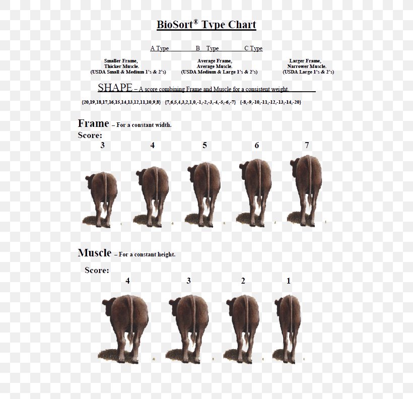 Cattle Font, PNG, 612x792px, Cattle, Cattle Like Mammal, Elephant, Elephantidae, Elephants And Mammoths Download Free