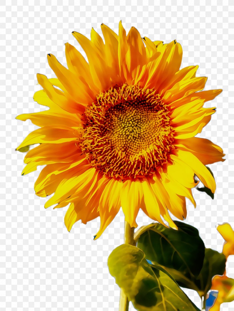 Flowers Background, PNG, 1732x2308px, Sunflower, Annual Plant, Asterales, Bloom, Calendula Download Free