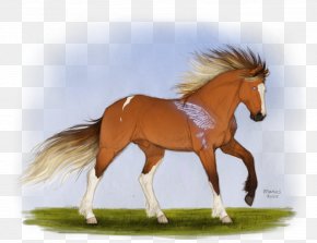 Mustang - Mustang Stallion Foal Mare Colt PNG