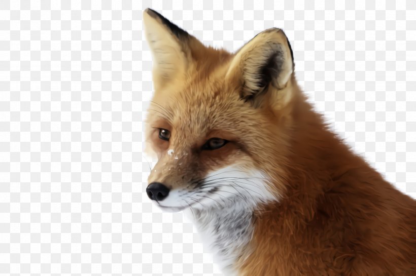 Red Fox Fox Swift Fox Wildlife Dhole, PNG, 2452x1632px, Red Fox, Dhole, Fox, Kit Fox, Swift Fox Download Free