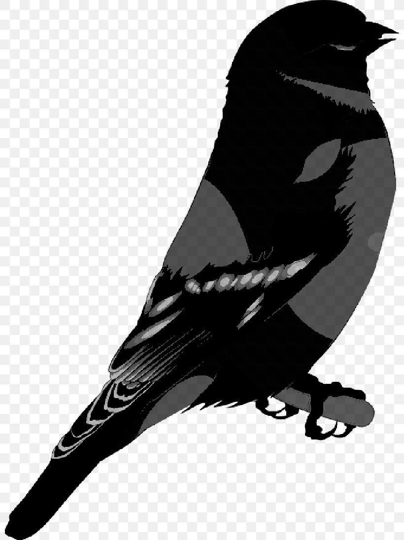 American Crow Common Raven Crow Family Silhouette, PNG, 800x1096px, American Crow, Beak, Bird, Blackandwhite, Bobolink Download Free